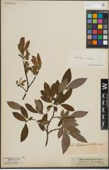 Foto von Salix lapponum L. x Salix silesiaca Willd.